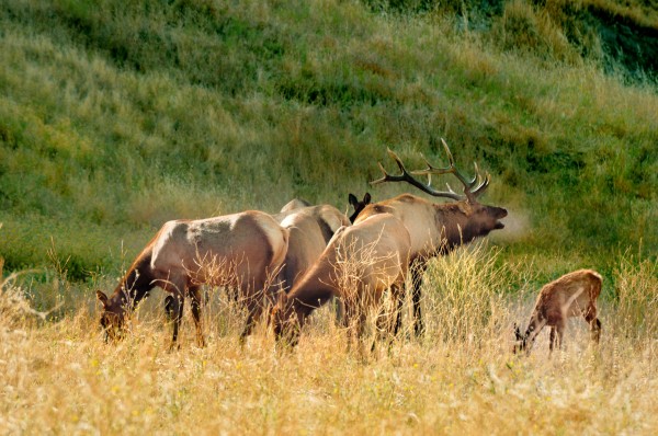 Family man Plus by Dennis Blum